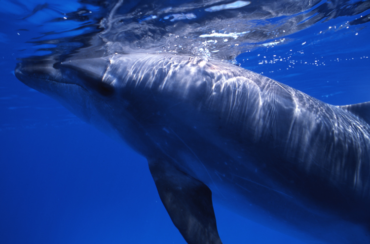 DIVING;dolphins;blue water;cayman brac;cayman island;F742_Factor_011B 2;dolphin